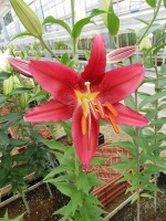 [4428 PO26 Sembre No02.JPG]